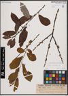 Foto von Salix cinerea L.